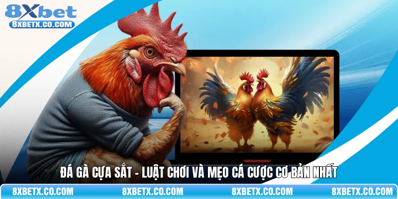 Đá gà cựa sắt - Luật chơi và mẹo cá cược cơ bản nhất
