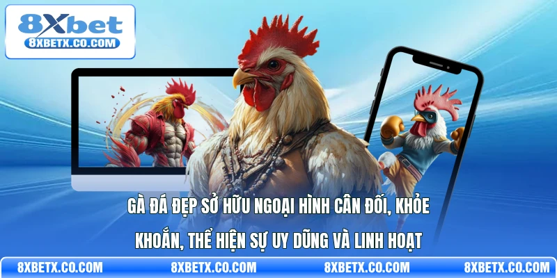 Gà đá đẹp sở hữu ngoại hình cân đối, khỏe khoắn, thể hiện sự uy dũng và linh hoạt