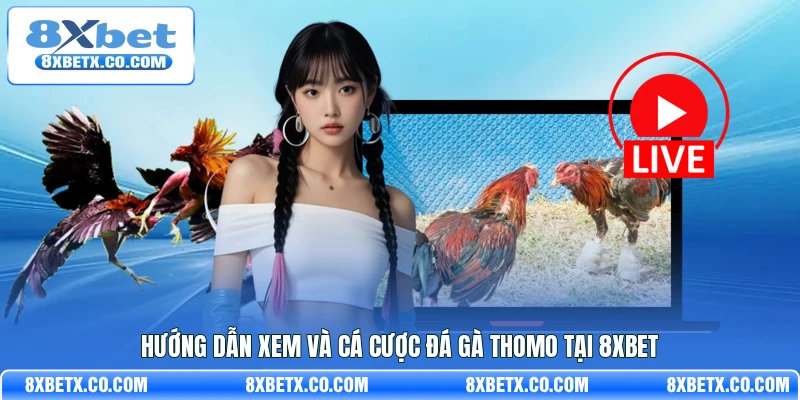 Hướng dẫn xem và cá cược đá gà Thomo tại 8Xbet