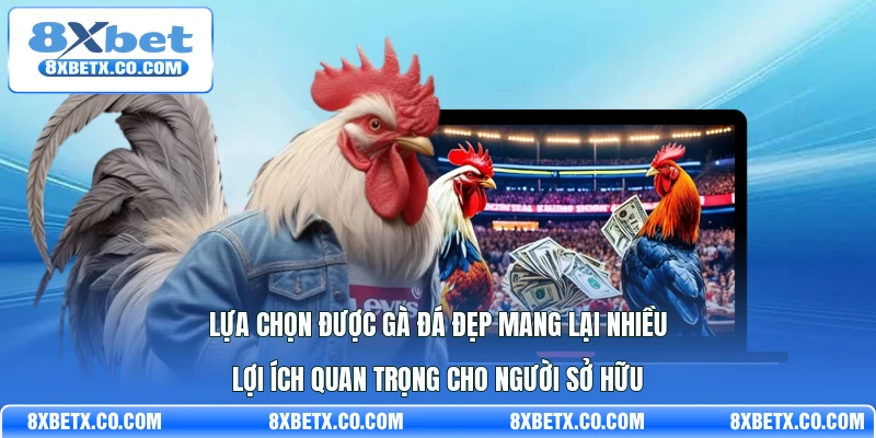 Lựa chọn được gà đá đẹp mang lại nhiều lợi ích quan trọng cho người sở hữu