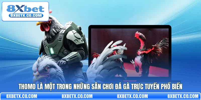 Thomo là một trong những sân chơi đá gà trực tuyến phổ biến