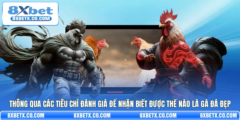 Thông qua các tiêu chí đánh giá để nhận biết được thế nào là gà đá đẹp