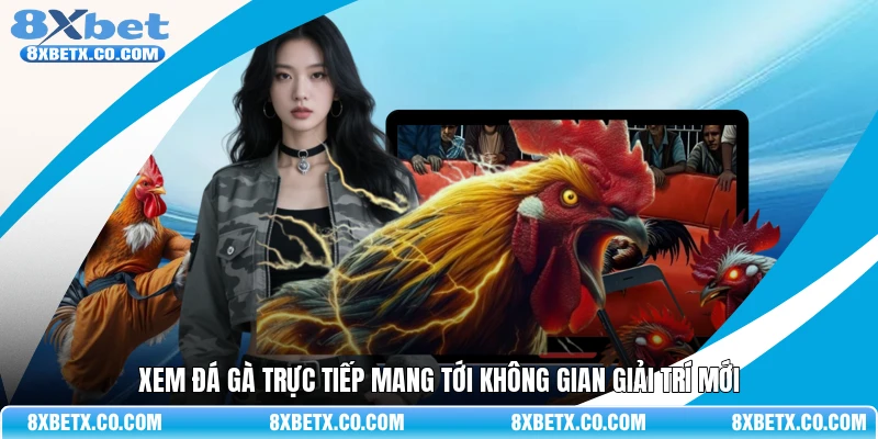 Xem đá gà trực tiếp mang tới không gian giải trí mới